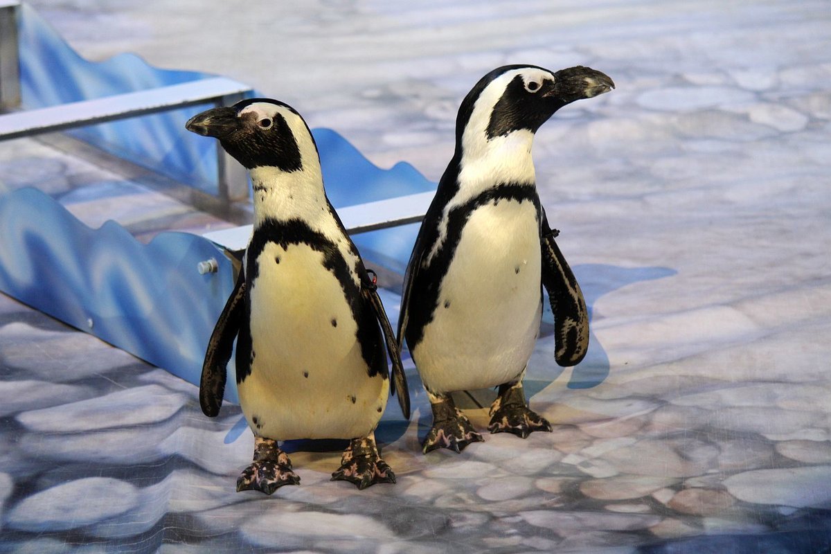 Кенгуру-боксер и дрессированные пингвины выступают на арене Нижегородского цирка - фото 2