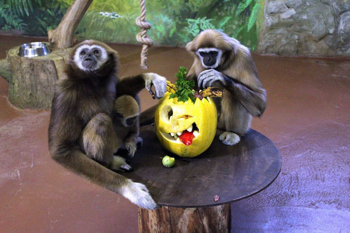 Всем по тыкве: обитатели нижегородского зоопарка отметили Хэллоуин - фото 1
