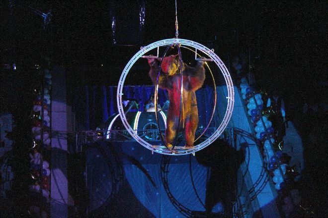Летающий медведь и &laquo;Колесо смелости&raquo;: нижегородский цирк приглашает в &laquo;Звездный круиз&raquo; (ФОТО) - фото 22
