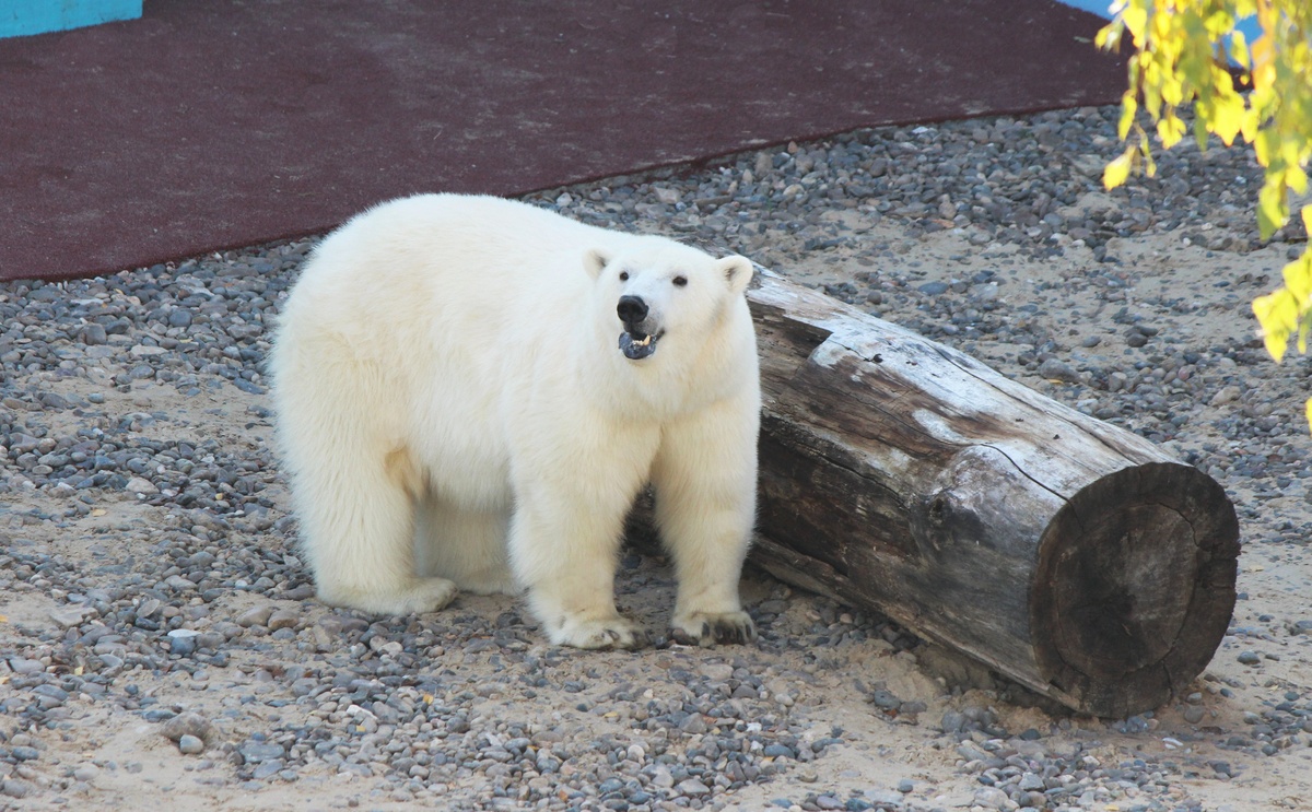 Белая медведица из нижегородского зоопарка проинспектировала новый вольер для будущего друга - фото 1