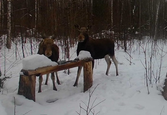 Сезон охоты на лося закрыт в Нижегородской области с 11 января