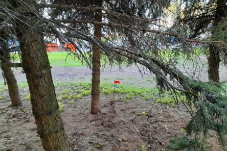 Вырубку деревьев под газопровод в Приокском районе признали незаконной