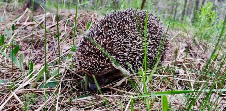 Нижегородский мэр Шалабаев показал, что нашли его дети в лесу - фото 1