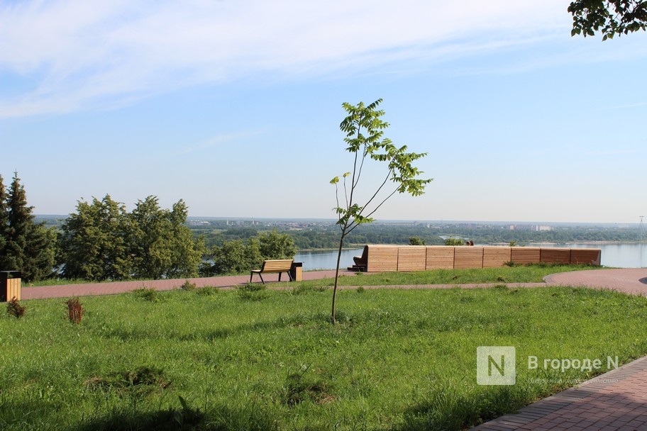 15 деревьев не прижилось в нижегородском Александровском саду  - фото 1