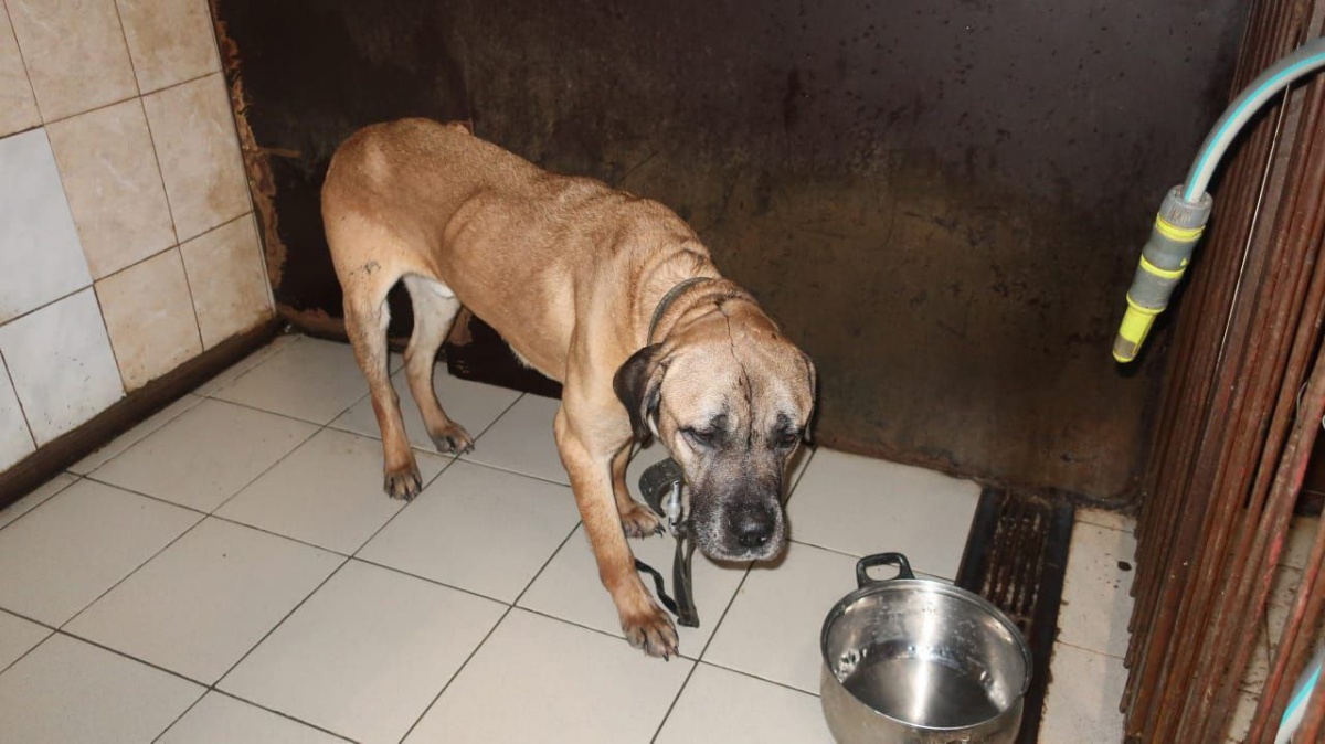 Истощенная собака из Сокольского района умерла в ветклинике - фото 1