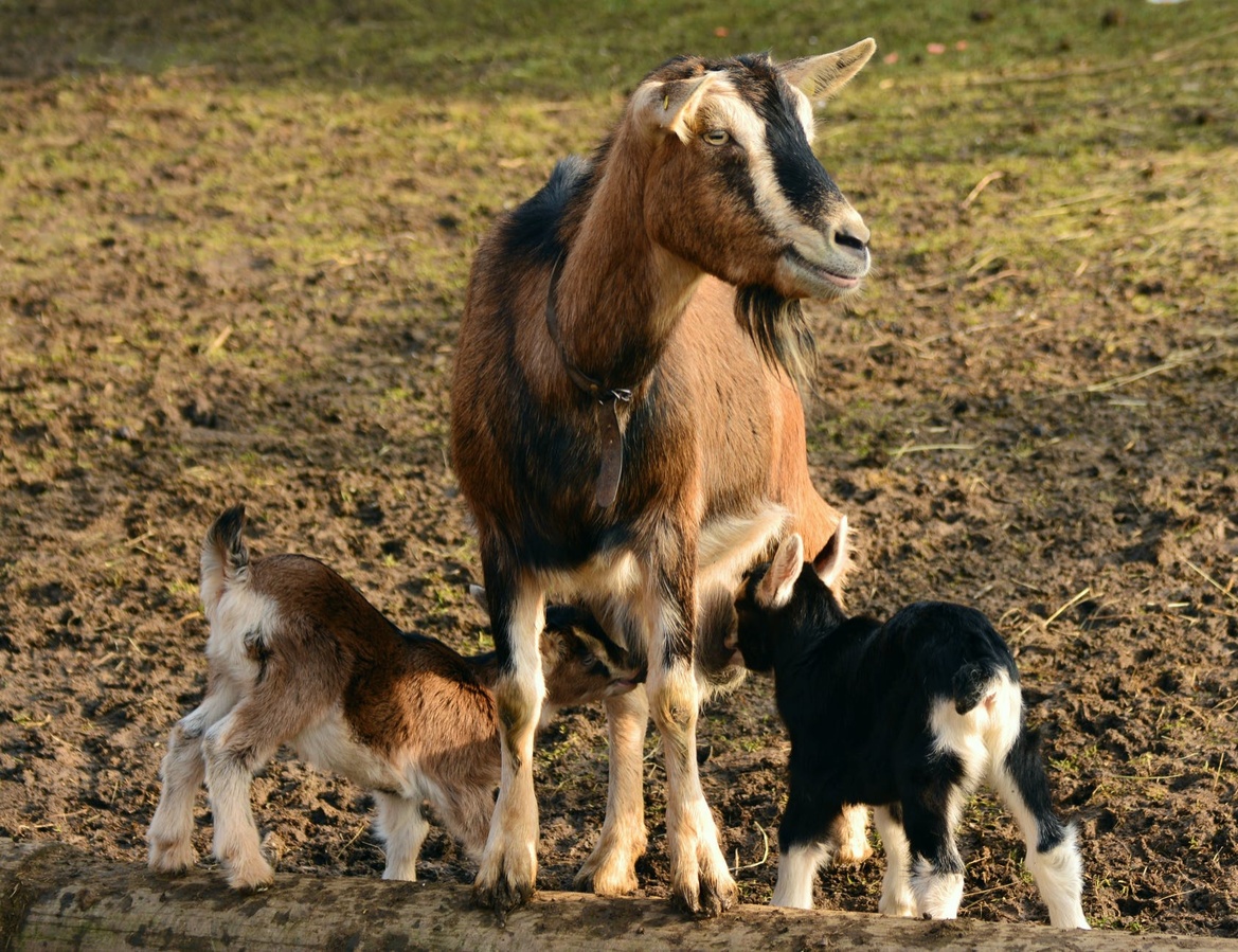 На 5,5% увеличилось поголовье овец и коз в Нижегородской области - фото 1