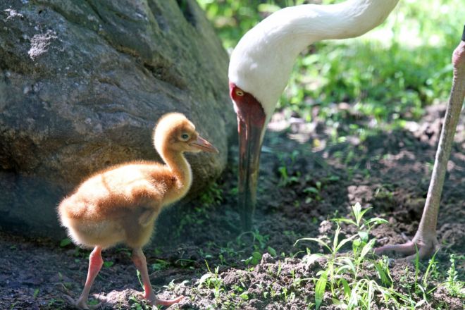 Бэби-бум случился в нижегородском «Лимпопо»: милые фото - фото 8