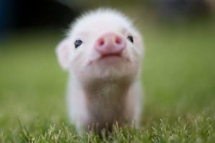 Астрологи назвали знаки зодиака, которым не повезет в год Свиньи