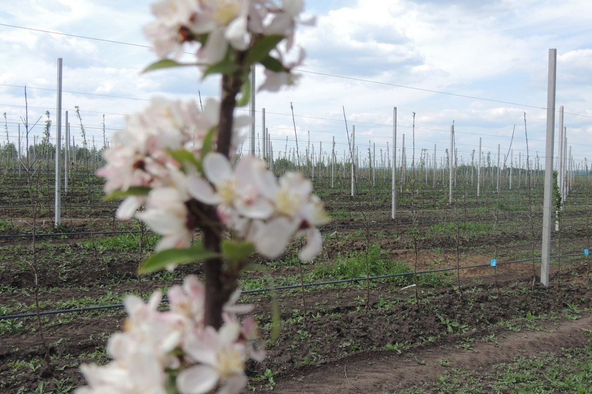 Яблоневые сады суперинтенсивного типа впервые посадили в Нижегородской области - фото 1
