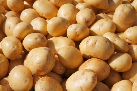 80 тысяч тонн картофеля накопали с нижегородских полей к сентябрю