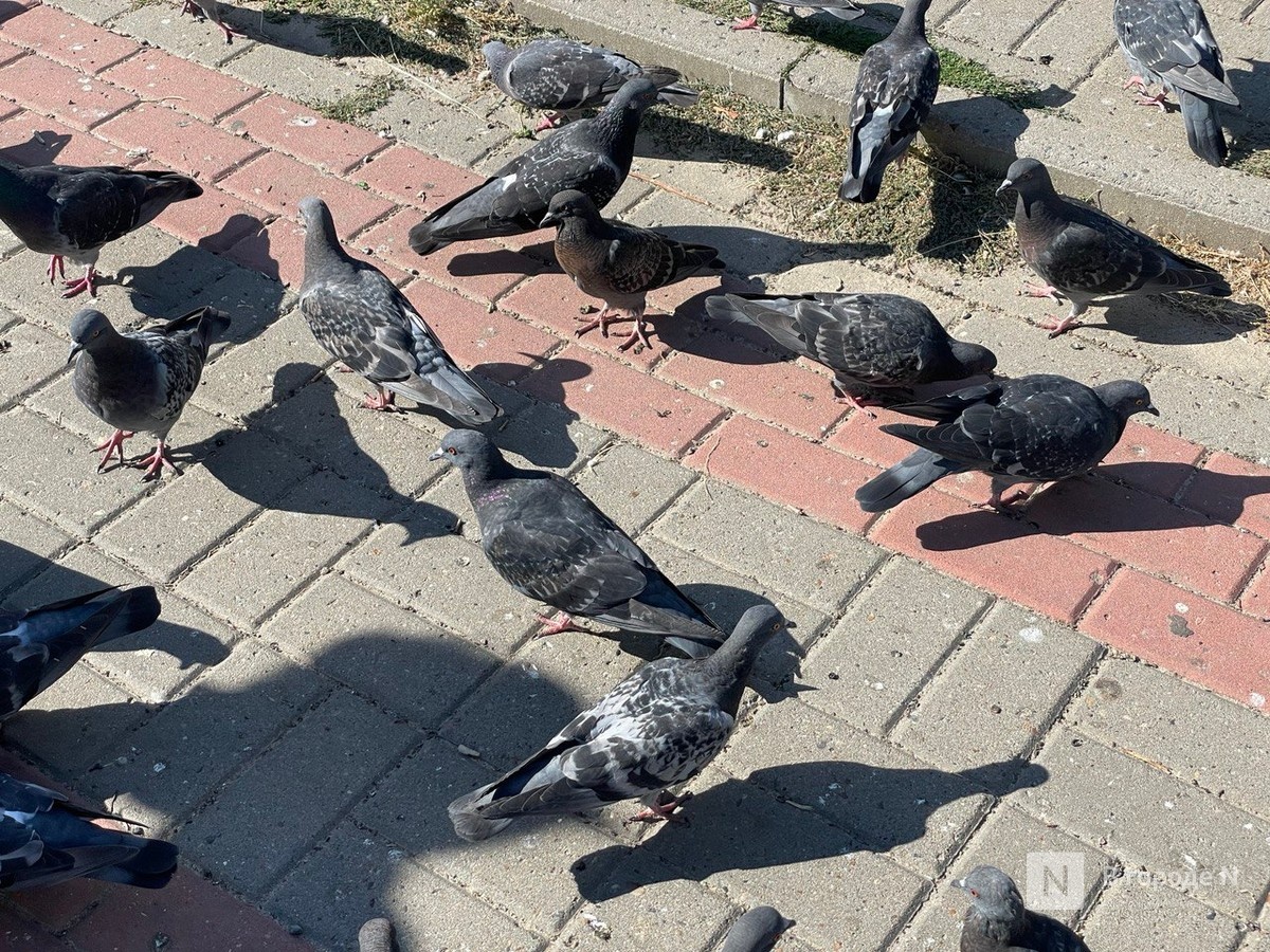 Нижегородцы пожаловались на птичий помет у мемориала на улице Бекетова - фото 1