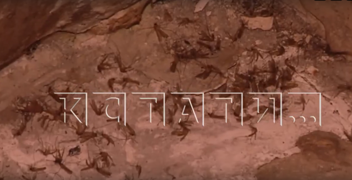 Тучи комаров атаковали жилой дом в Нижнем Новгороде - фото 1