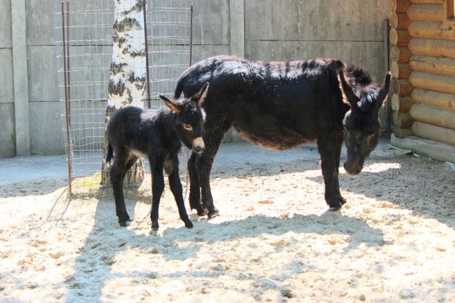 В нижегородском зоопарке &laquo;Лимпопо&raquo; родился ослик - фото 2