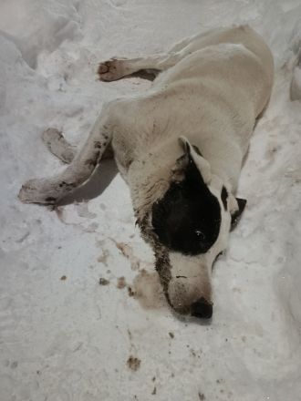 Бездомным собакам начали подбрасывать отраву в Мулино - фото 2