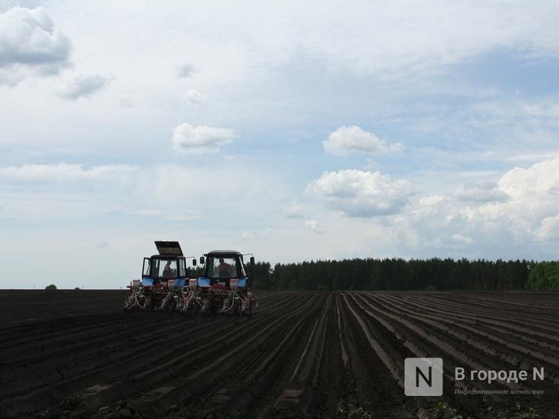План по посадкам овощей и сахарной свеклы перевыполнили нижегородские аграрии - фото 1