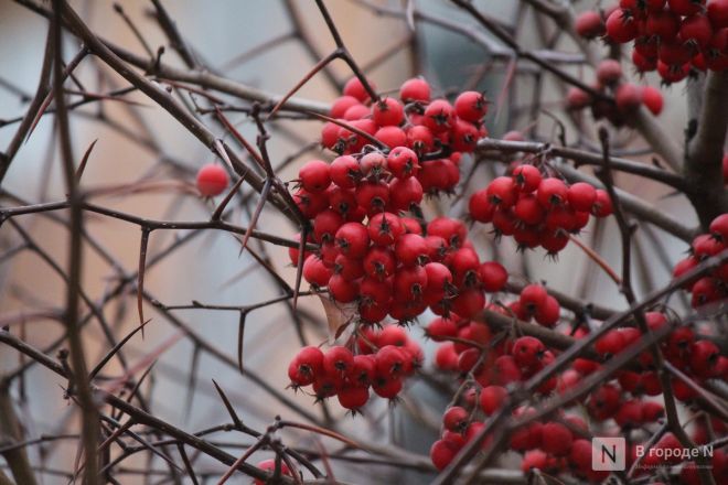 Опубликованы фото уникального квартала 1833 в центре Нижнего Новгорода - фото 14