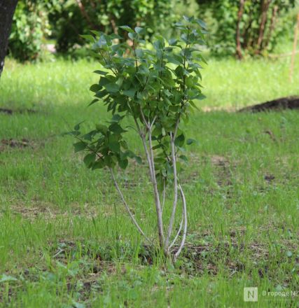 Благоустройство &ndash;  2025: смотрим, как меняются пространства в районах Нижнего Новгорода - фото 13