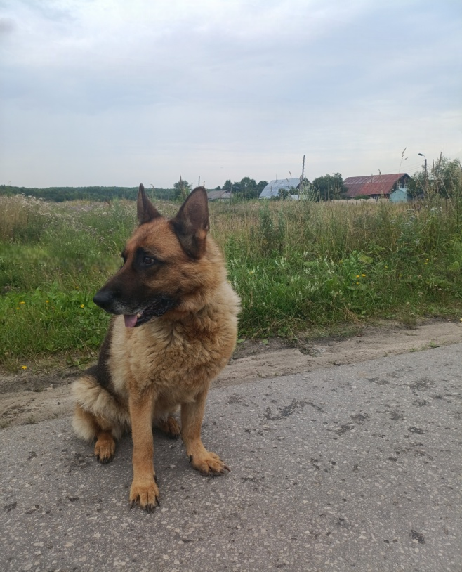 Двум служебным собакам ищут новых хозяев в Нижегородской области - фото 1
