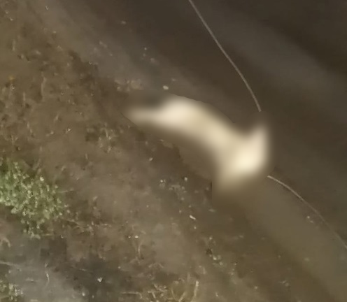 Собаку убило током из-за оборванного провода в Арзамасе - фото 1