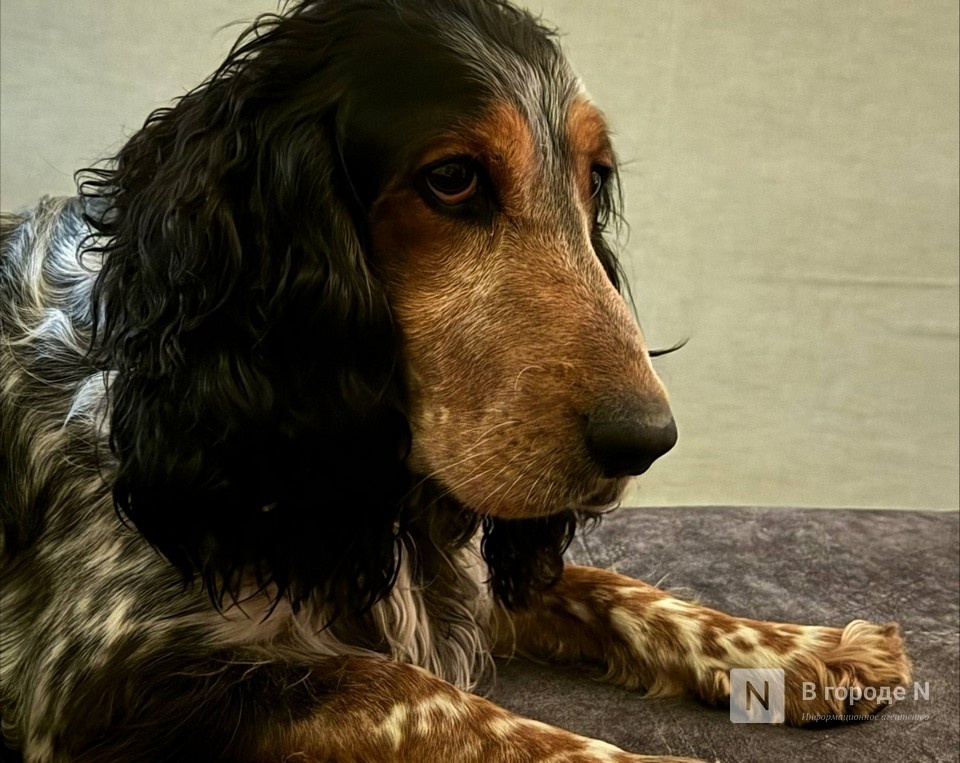 232 сайта незаконной продажи зоолекарств заблокировали в Нижегородской области - фото 1