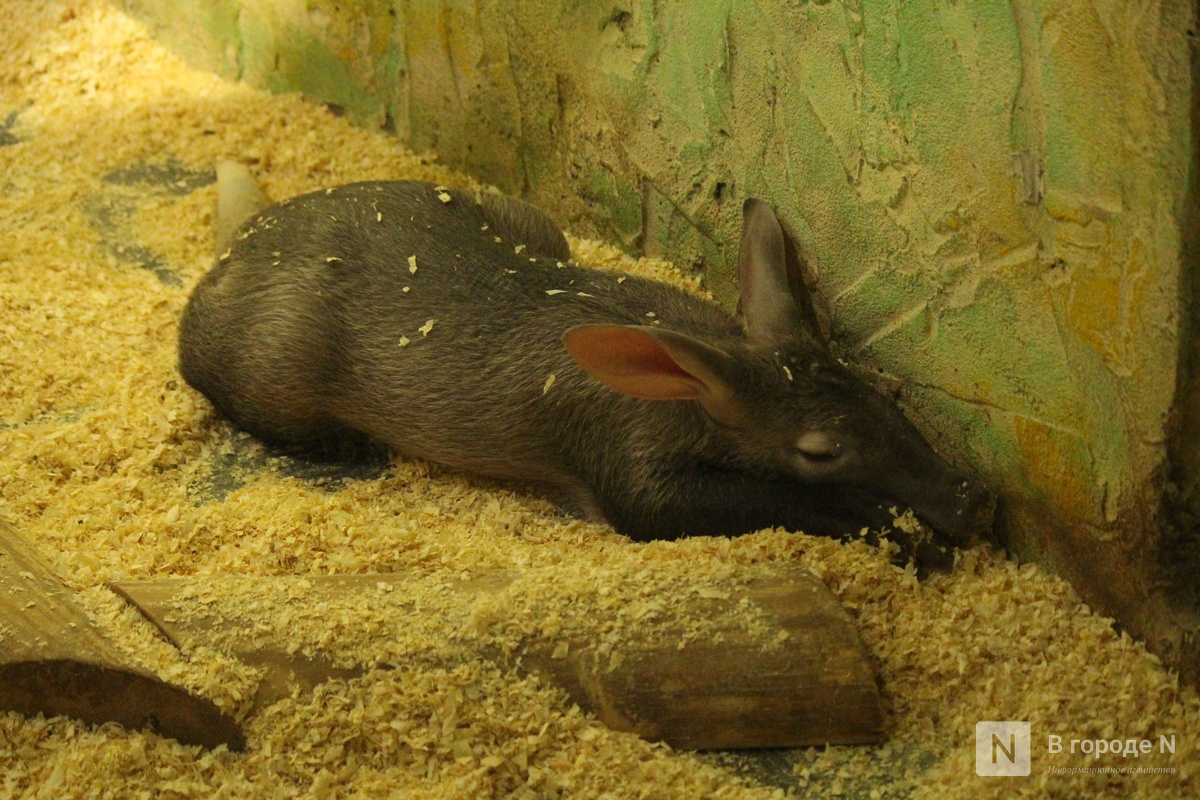 Детки в объективе: показываем милых малышей, которые родились в нижегородском зоопарке «Лимпопо» - фото 3