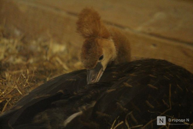 Детки в объективе: показываем милых малышей, которые родились в нижегородском зоопарке «Лимпопо» - фото 55