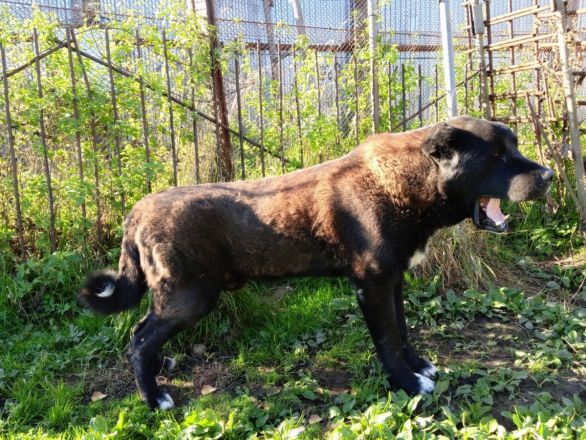 Собакам-пенсионерам из нижегородских колоний ищут новых хозяев - фото 2