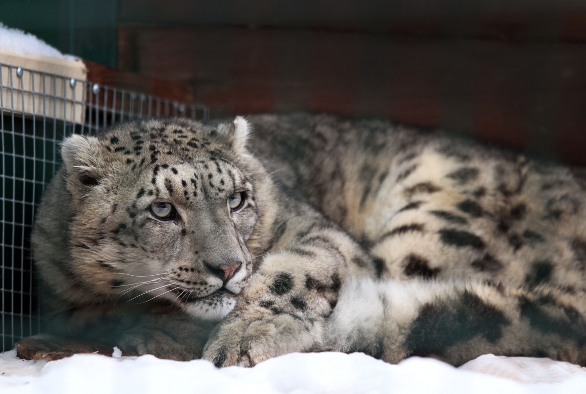 Снежный барс из Швейцарии поселился в нижегородском &laquo;Лимпопо&raquo; - фото 1