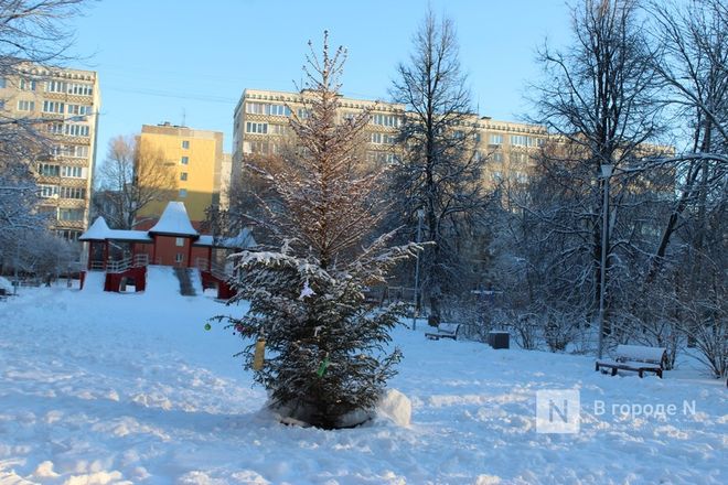 Новую елку взамен засохшей посадили на улице Усилова в Нижнем Новгороде - фото 3