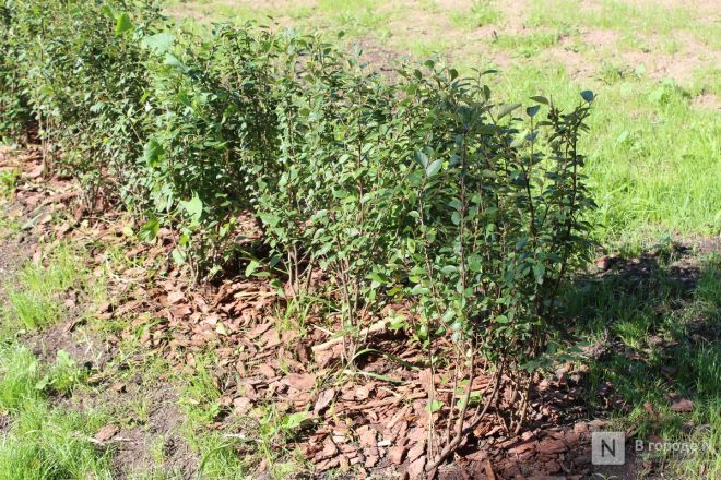 Благоустройство бульвара на проспекте Гагарина завершилось в Нижнем Новгороде - фото 55