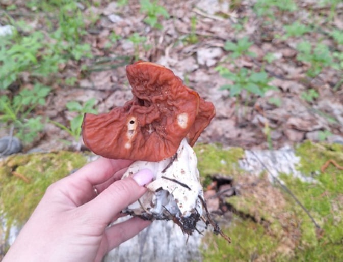 Нижегородка обнаружила странный гриб в лесу
