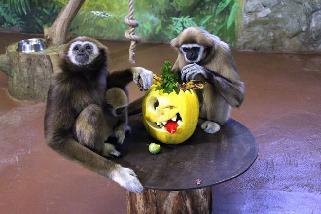 Всем по тыкве: обитатели нижегородского зоопарка отметили Хэллоуин - фото 17