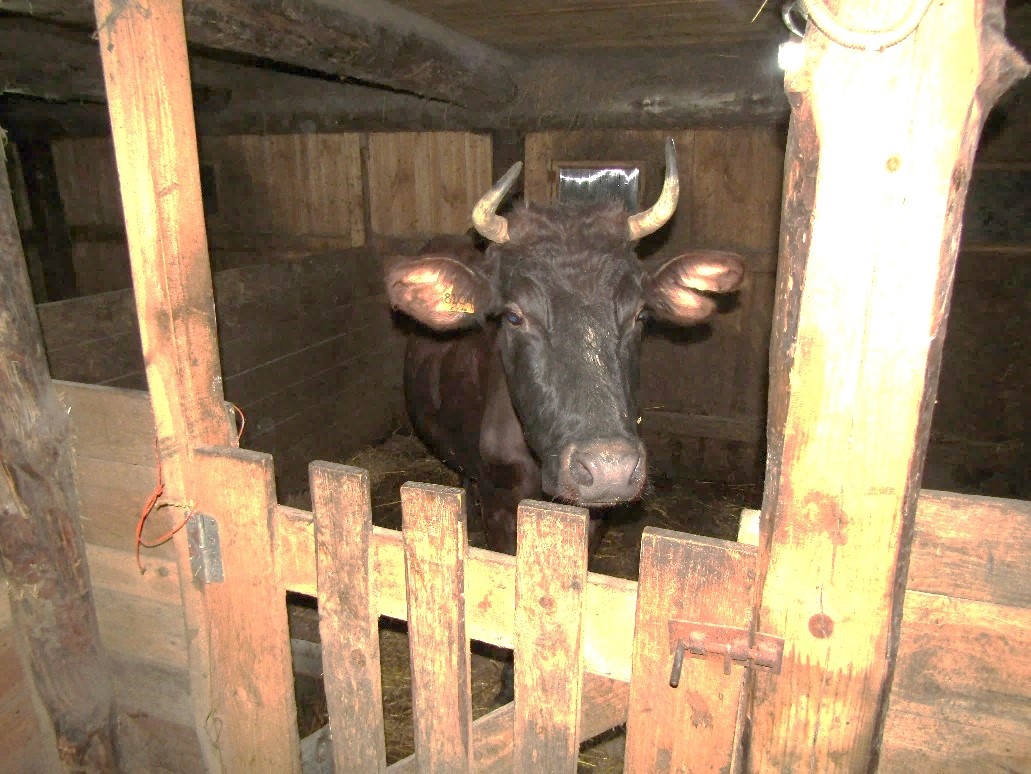 Украли коров. Коровы. Коровы в России. Корова в городе.