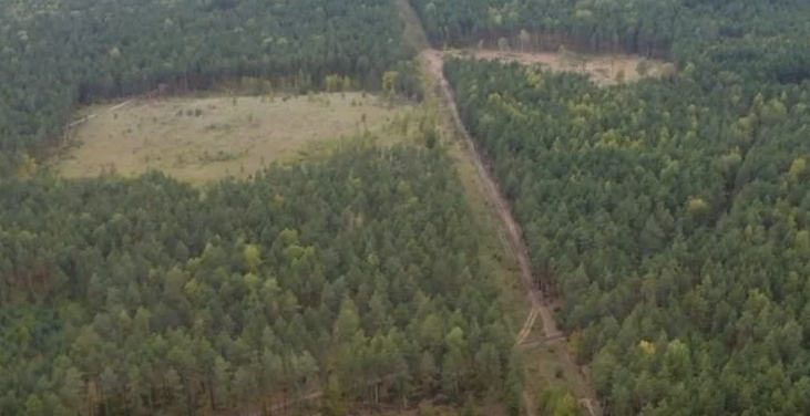 Нижегородский деплесхоз не выявил фактов незаконной вырубки деревьев фирмой Никиты Михалкова - фото 1