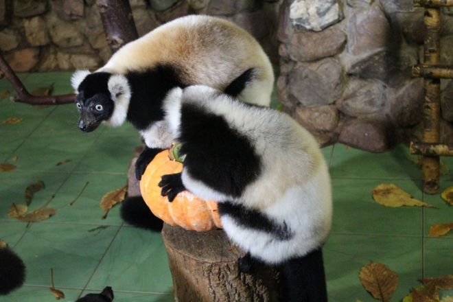 Всем по тыкве: обитатели нижегородского зоопарка отметили Хэллоуин - фото 29