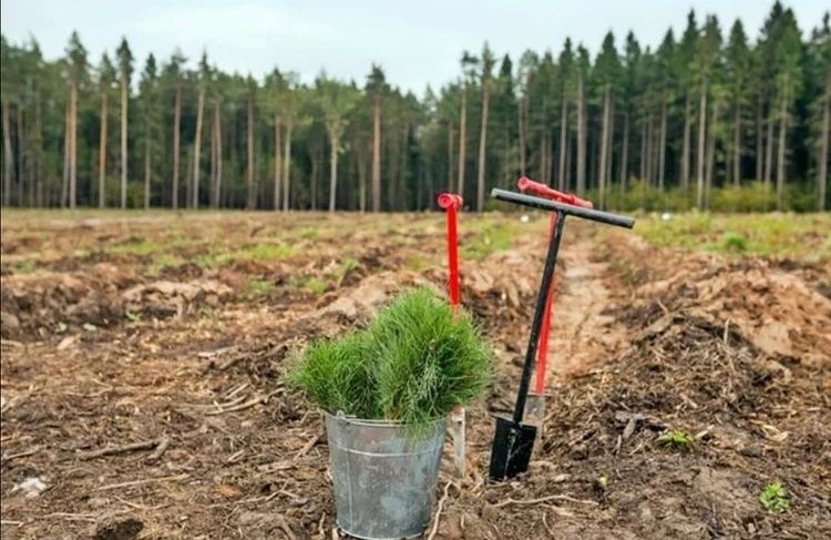 Более 14 тысячи гектаров леса планируют восстановить в Нижегородской области - фото 1
