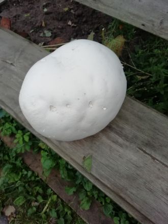 Гигантский редкий гриб обнаружили в лесу в Нижегородской области - фото 1