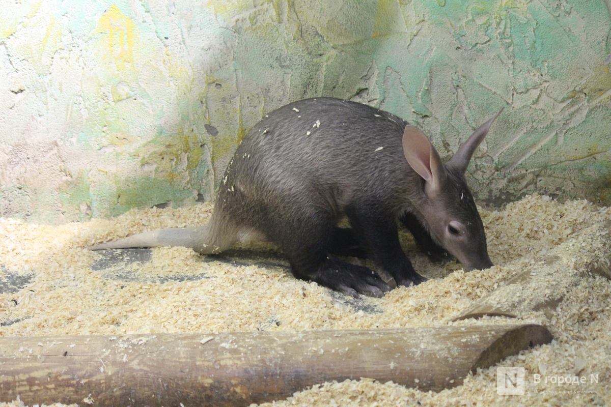 Детки в объективе: показываем милых малышей, которые родились в нижегородском зоопарке «Лимпопо» - фото 4