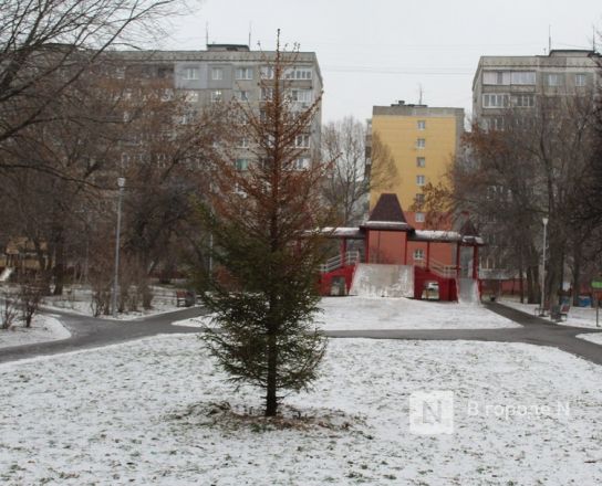 Елка засохла в благоустроенном сквере в центре Нижнего Новгорода перед Новым годом - фото 4