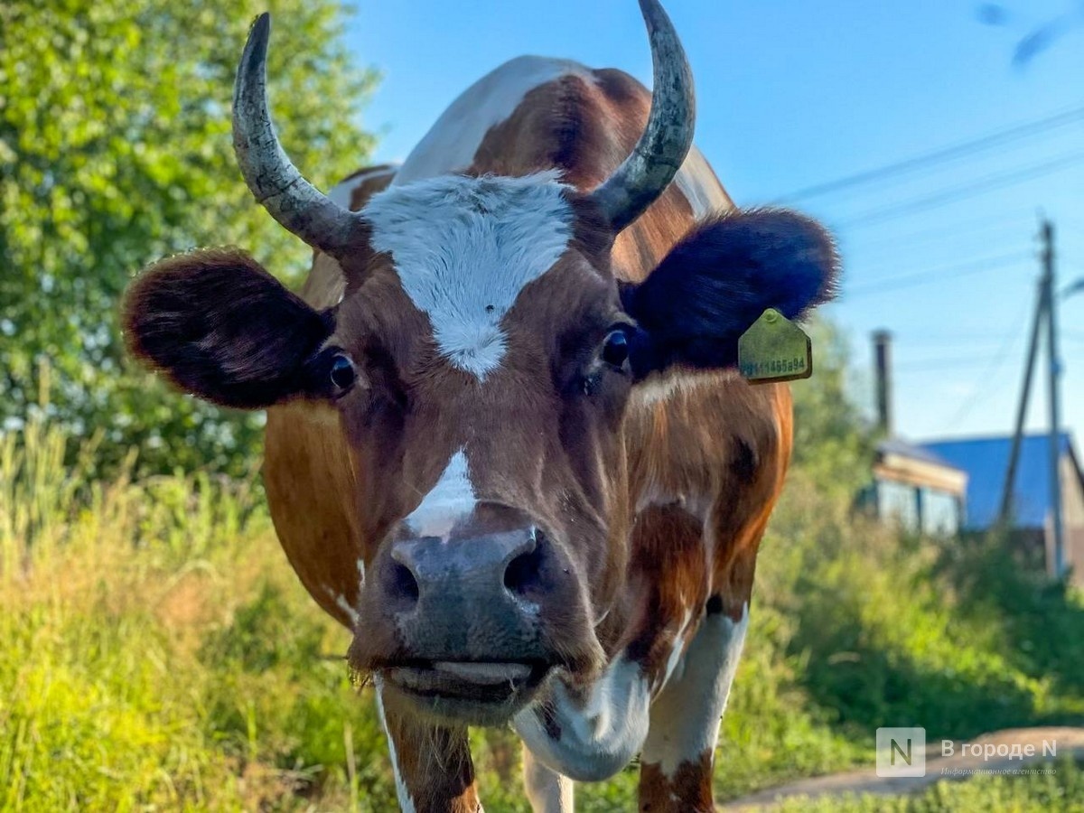 Власти прокомментировали вспышку пастереллеза в Нижегородской области - фото 1