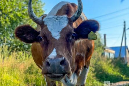 Власти прокомментировали вспышку пастереллеза в Нижегородской области