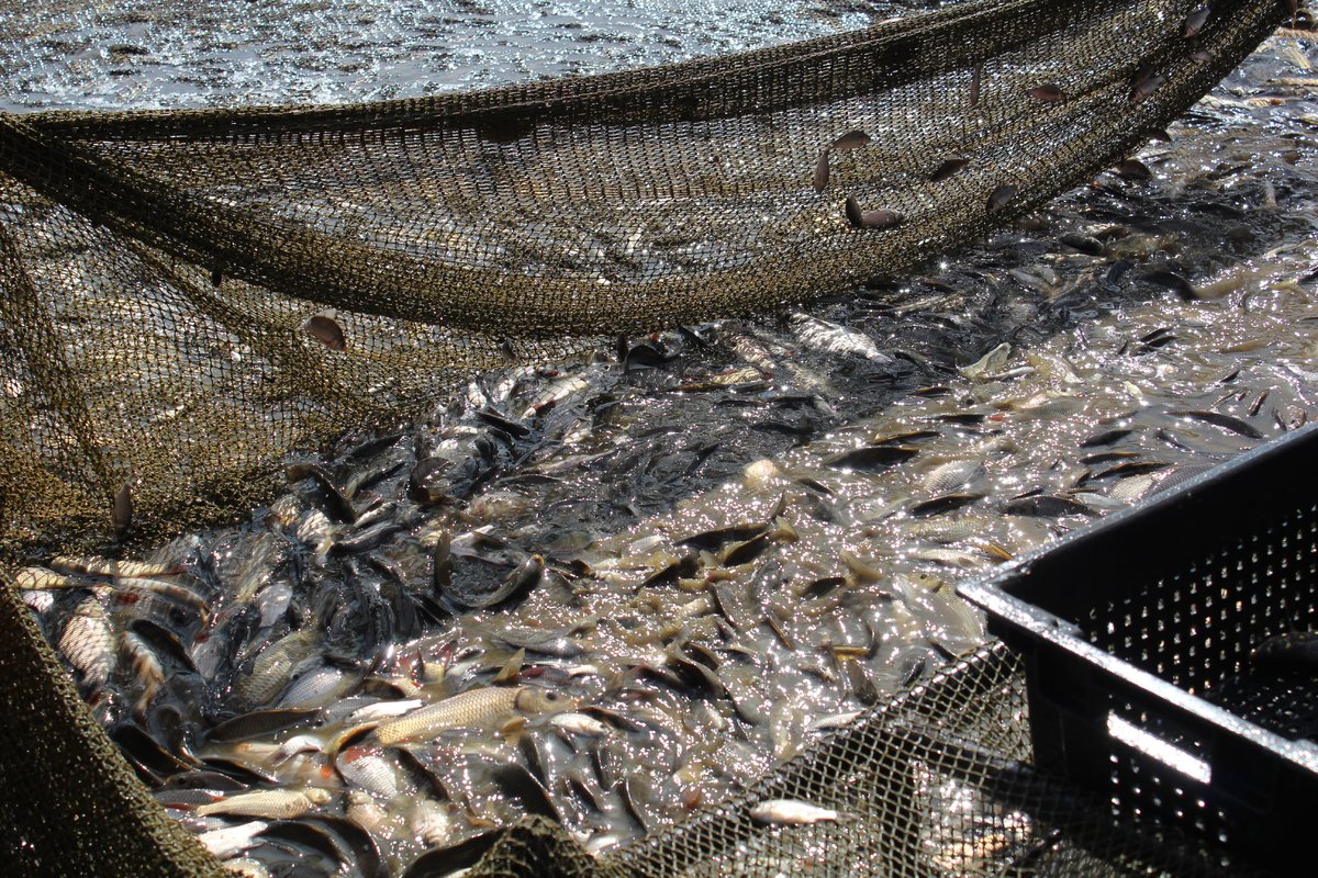 Рыбный урожай в Нижегородской области в 2019 году составил почти 500 тонн - фото 1