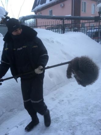 Спасатели в Нижнем Новгороде поймали енота-беглеца 8 марта - фото 2
