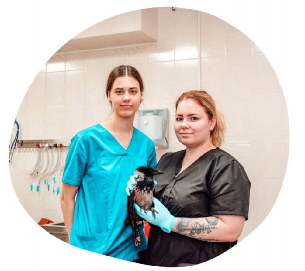 Нижегородские врачи спасли ворону с пулей в груди - фото 1