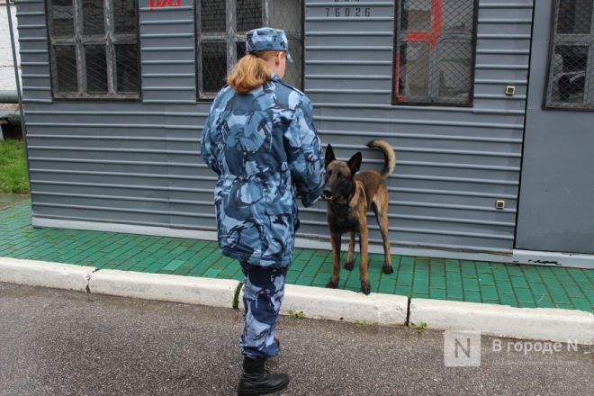 Четвероногие коллеги: как проходят будни нижегородских служебных собак - фото 47
