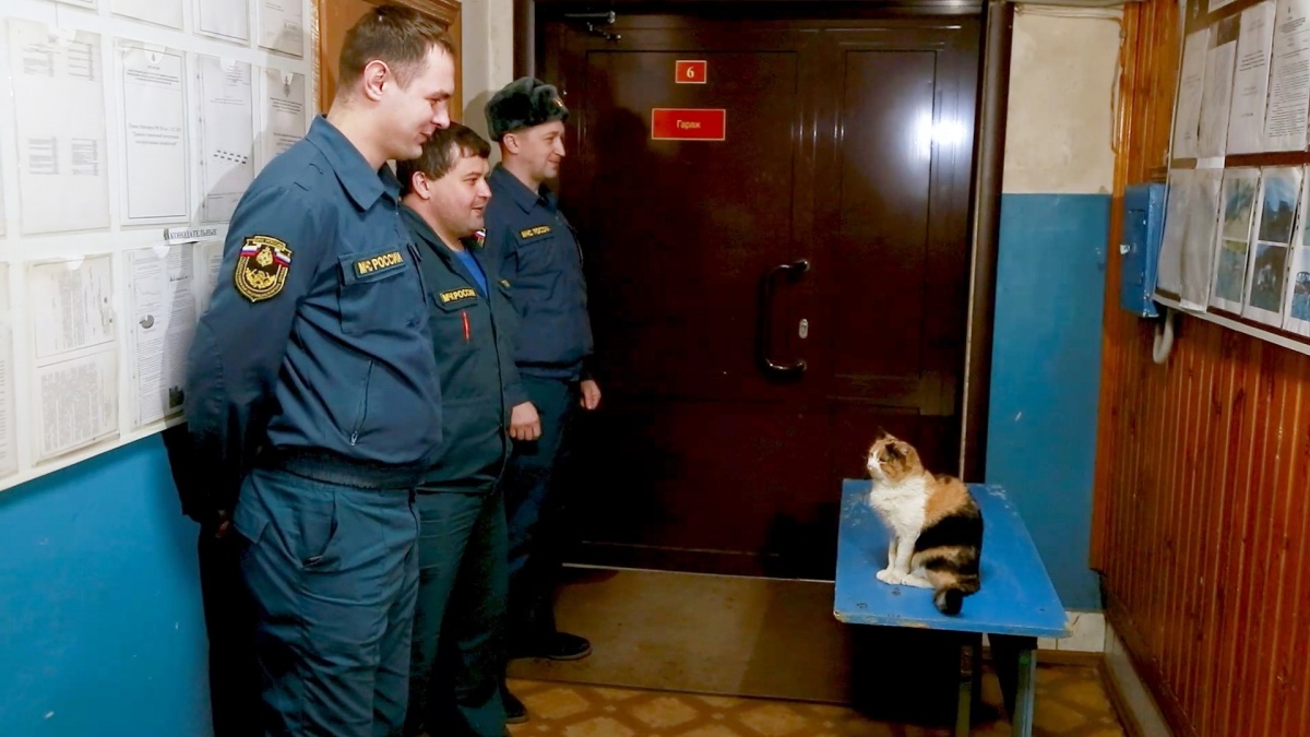 Редкий трехцветный кот несет службу в ковернинской пожарной части - фото 1
