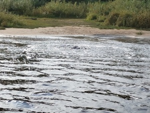 Воду из черных фонтанов под Балахной взяли на анализ специалисты Росприроднадзора
