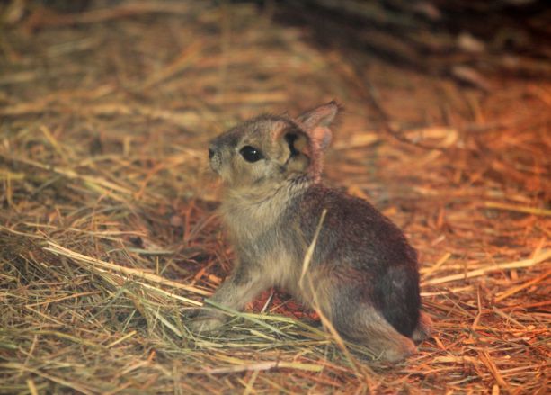 Ягнята, краснорукие тамарины и мара родились в нижегородском зоопарке - фото 4