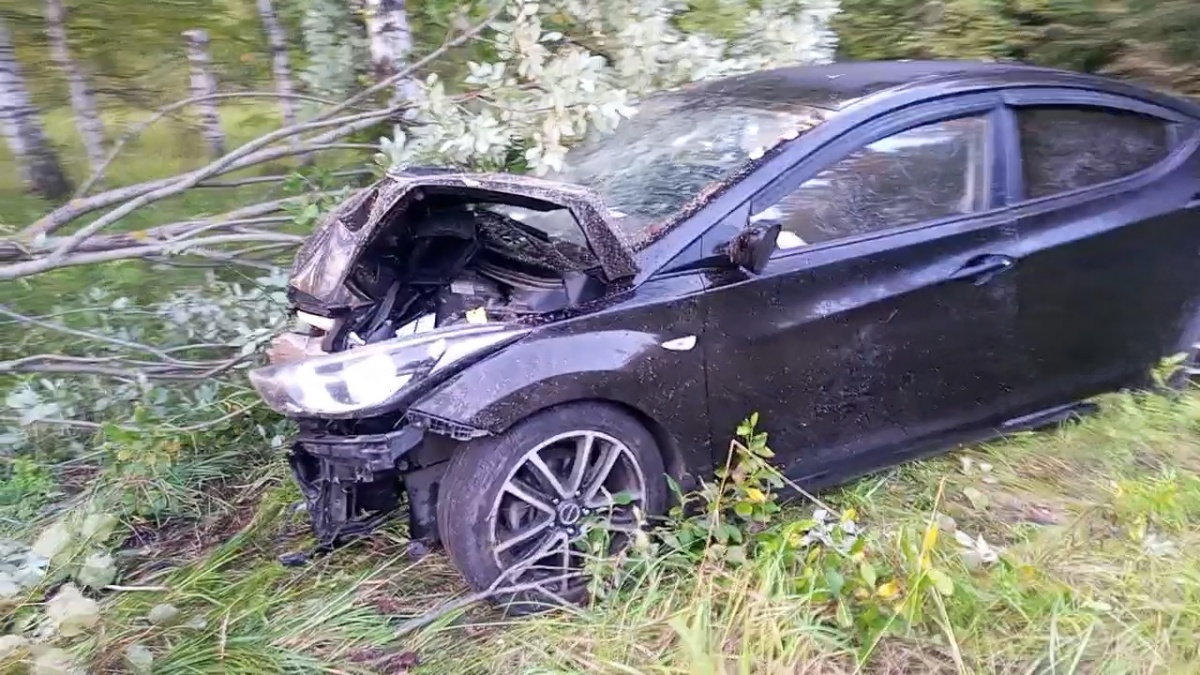 Два человека пострадали в ДТП из-за лося в Нижегородской области - фото 1