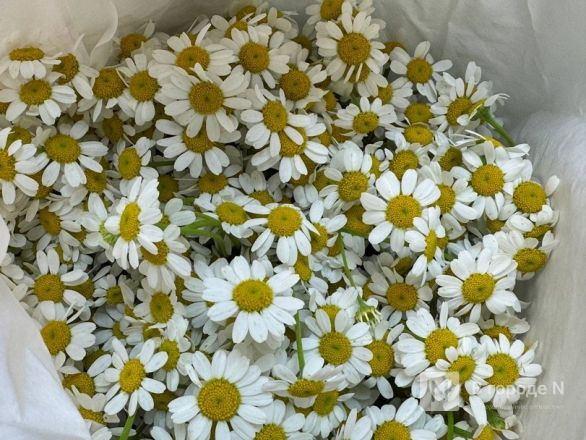 Мужчины, готовьтесь. Рассказываем, сколько стоят цветы к 8 марта в Нижнем Новгороде - фото 20